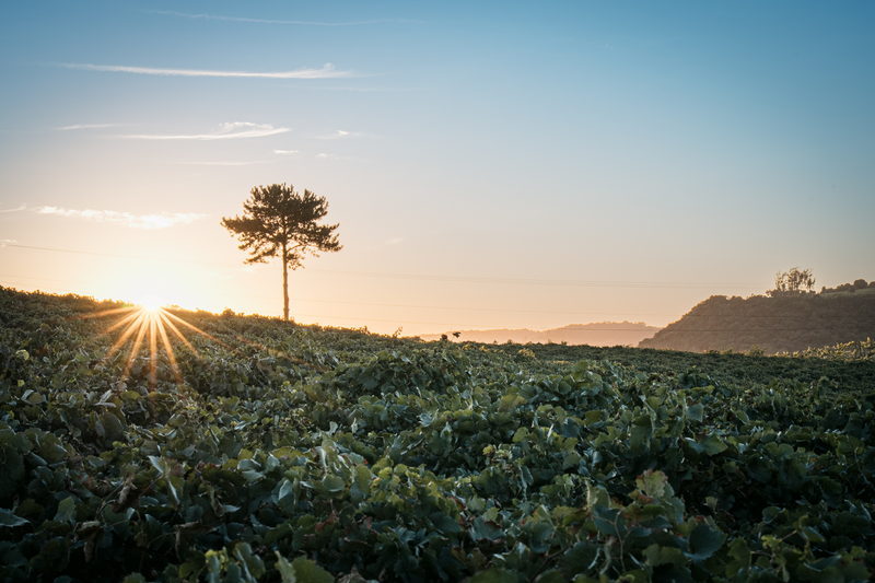 Araucária ao pôr do sol sobre os parreirais