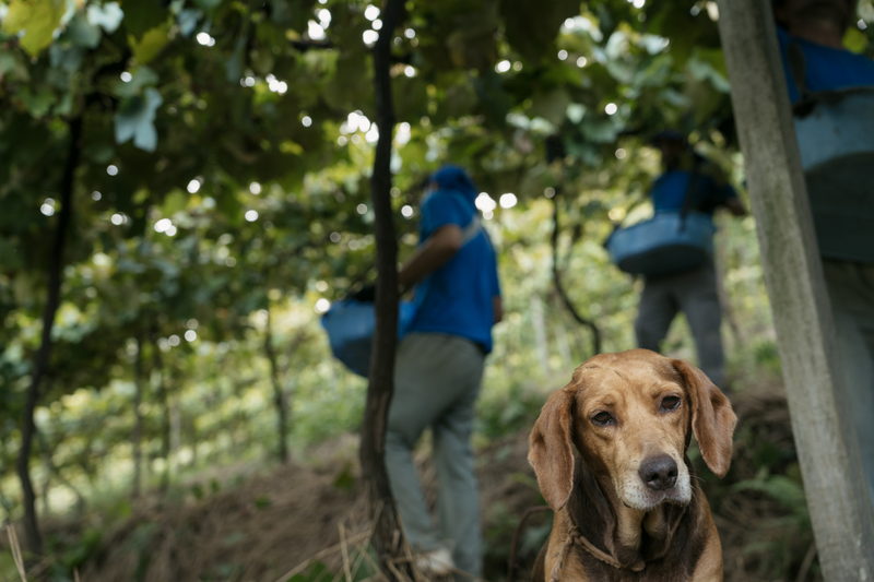 Cachorro acompanhando o trabalho entre as fileiras