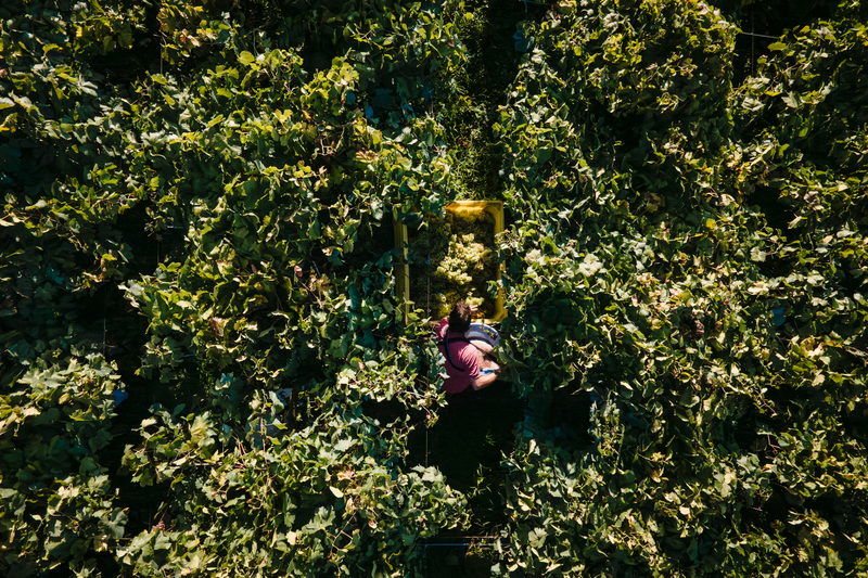 Vista de cima das parreiras com gamela amarela
