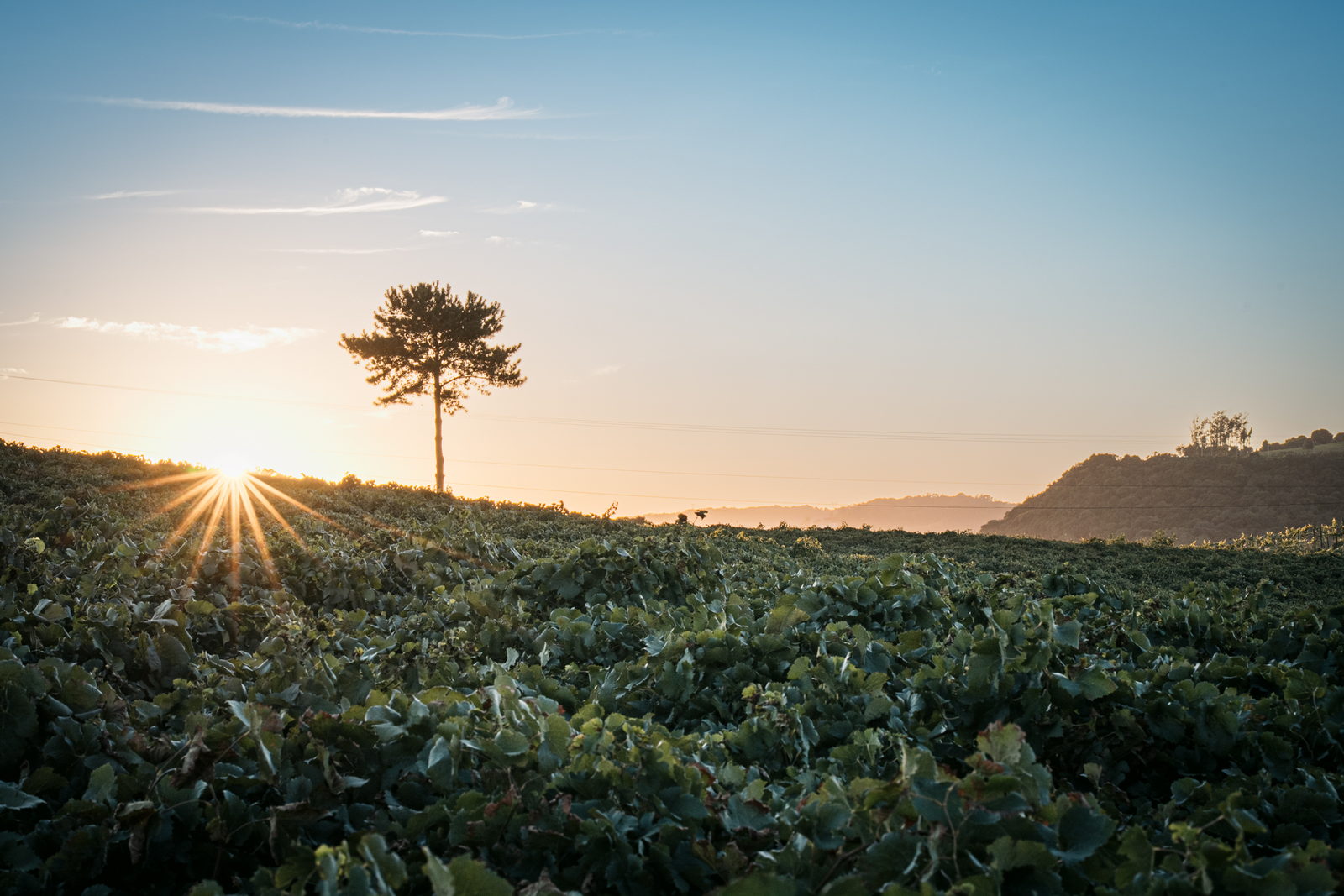 Araucária ao pôr do sol sobre os parreirais da Serra Gaúcha