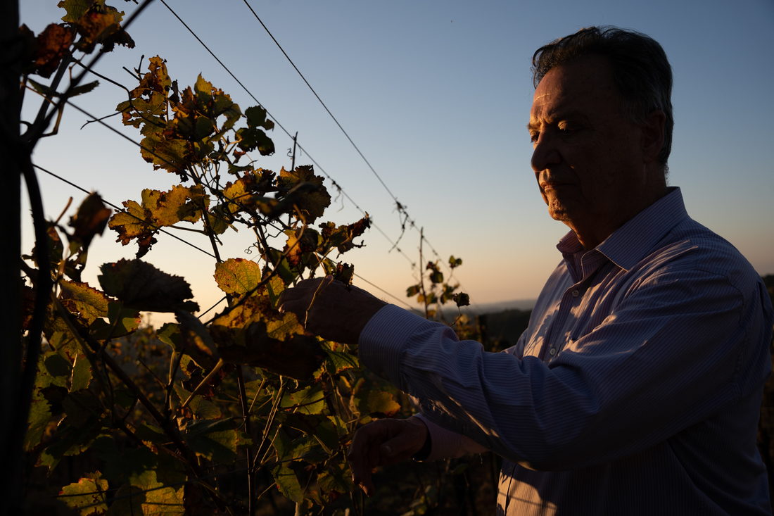 Mario Geisse observando a parreira ao entardecer