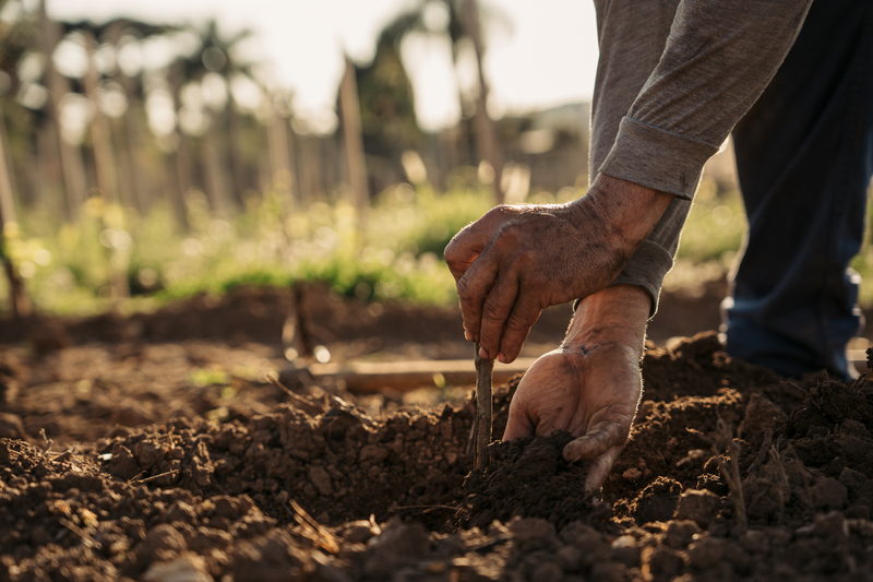 Mãos plantando uma muda na terra revolvida