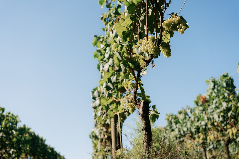 Broto novo de videira contra o céu